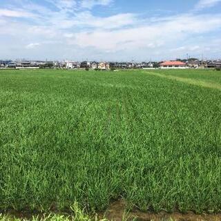 一等米、低農薬キヌヒカリ10キロ