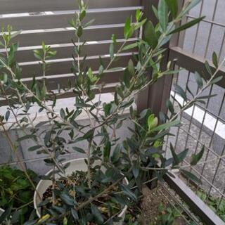 オリーブ鉢植え