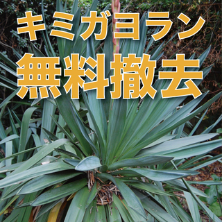 庭木撤去無料！庭木 ユッカ(キミガヨラン、センジュランなど)をく...