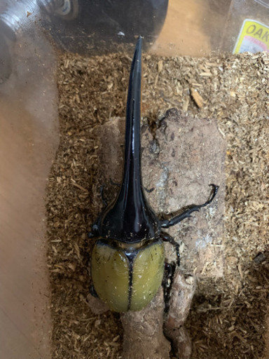 ヘラクレスオオカブト ペア 大型 値下げしました。