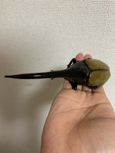 ヘラクレスオオカブト ペア 大型 値下げしました。