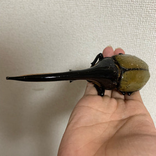 最終値下げ ヘラクレスオオカブト160mmペア 最終値下げヘラクレス