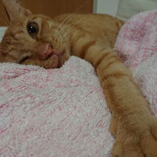 人懐こい茶トラの女の子です