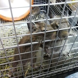 生後１ヶ月　デグー赤ちゃん2 − 長崎県