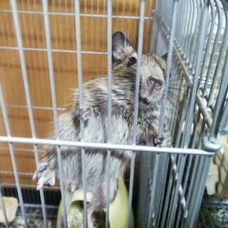 生後１ヶ月　デグー赤ちゃん2 - 里親募集