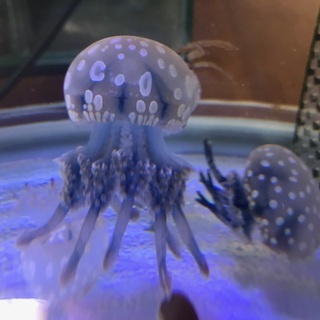 クラゲ仲間募集