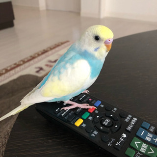 山形市でセキセイインコが迷子になりました。