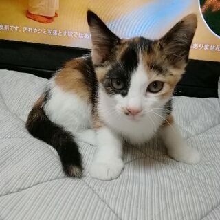 3きょうだいで生まれた三毛猫♀