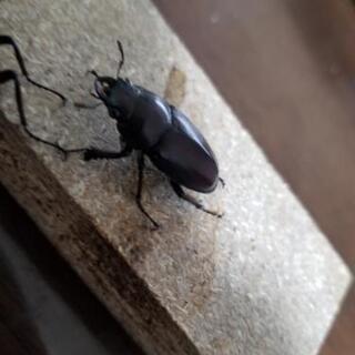 ノコギリクワガタ♂♀️の画像