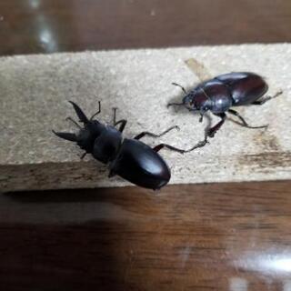 ノコギリクワガタ♂♀️