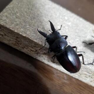 ノコギリクワガタ♂♀️の画像