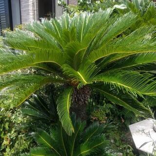 ソテツ 葉 10枚〜 生花 インテリアに