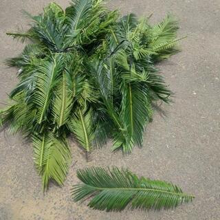 ソテツ 葉 10枚〜 生花 インテリアにの画像