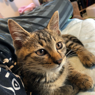 キジトラ 子猫 生後2.3ヶ月 