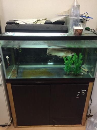 90センチ水槽とノーザンバラムンデイ（アロワナ）のセット