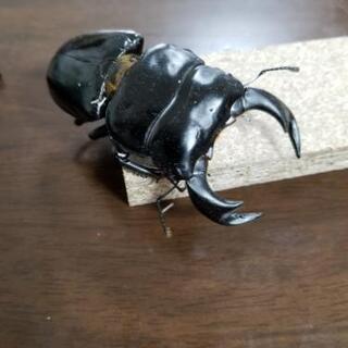 クワガタ　アンタエウス