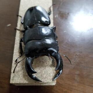 クワガタ　アンタエウスの画像