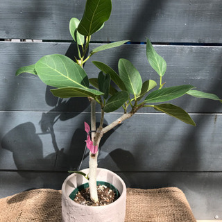 観葉植物 ベンガレンシス 新品