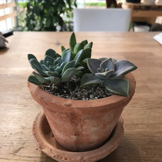 多肉植物 寄せ植え