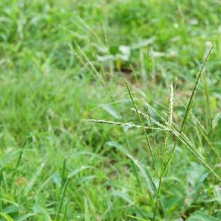 草むしり、草刈り 格安で致します！