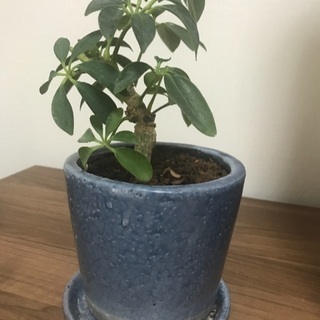 観葉植物 