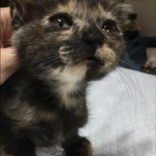 やっぱり可愛い！サビ柄の赤ちゃん猫です！