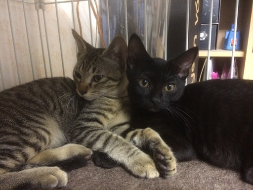 キジトラ＆黒猫の仲良し兄妹コンビ！ (チビチビ丼) 高崎の猫の