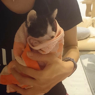 【募集停止】好奇心旺盛なハチワレ子猫"ちょびこ"