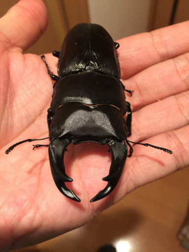 ◆能勢産 オオクワガタ♂83㎜ ♀52㎜ペア◆