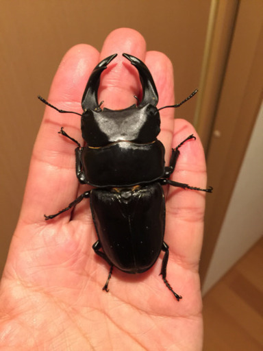 ◆能勢産 オオクワガタ♂83㎜ ♀52㎜ペア◆