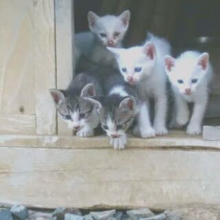 かわいい仔猫もらってください☆彡