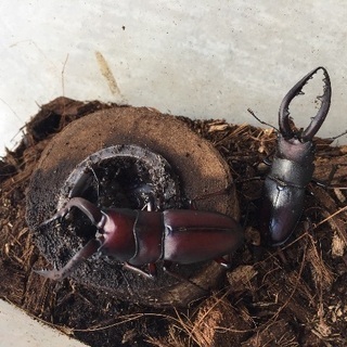 宮崎産 天然 カブトムシ、クワガタ‼️の画像