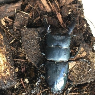 宮崎産 天然 カブトムシ、クワガタ‼️の画像