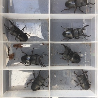 宮崎産 天然 カブトムシ、クワガタ‼️の画像