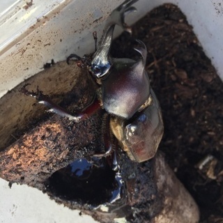 宮崎産 天然 カブトムシ、クワガタ‼️