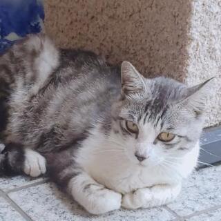 時間がありません!癒し100%catのこの子をお願いします! 