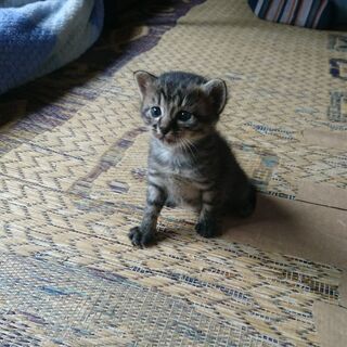 生後2ヶ月の子猫の里親を探しています