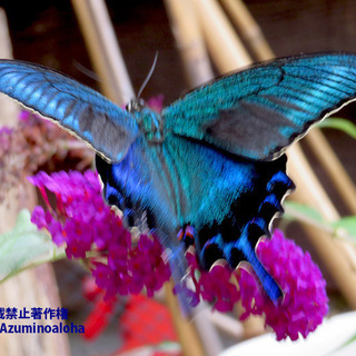 アゲハチョウが来るブッドレアの香り花15cmポットの画像