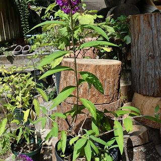 アゲハチョウが来るブッドレアの香り花15cmポットの画像