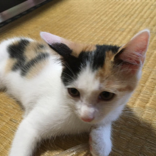 三毛猫メス生後２カ月ちょっとです。