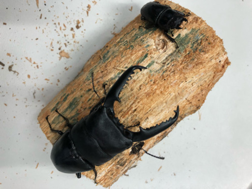 新品ケース有 ショップ 精霊の守り人 シーズン1.2.最終章 全12巻セット