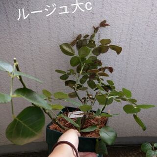 薔薇の苗各種の画像