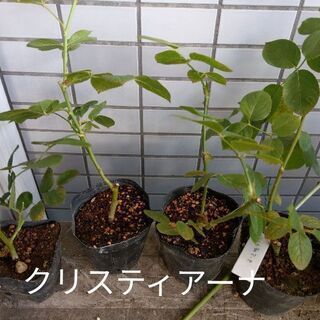 薔薇の苗各種の画像