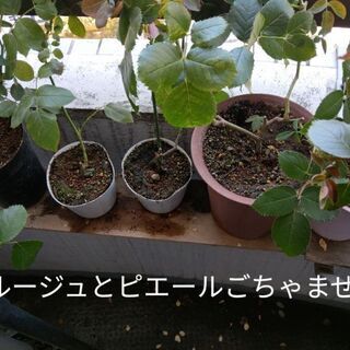 薔薇の苗各種の画像