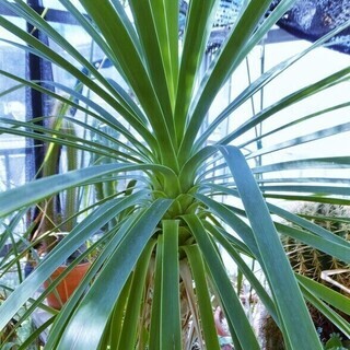  (引き取り決まりました)観葉植物　ポニーテール(トックリラン)...