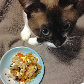 わんご飯入門講座と健康チェックat香川県の画像