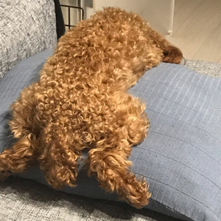 犬服のお直し