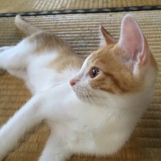 白茶のオス生後２カ月ちょっとです。