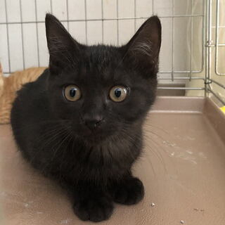 猫ちゃんの里親募集！約3ヶ月～4ヶ月位の子猫　数匹おります。
