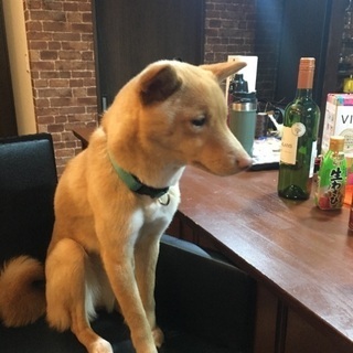迷子犬マメちゃん捜索隊！謝礼5万円！ - 手伝って/助けて
